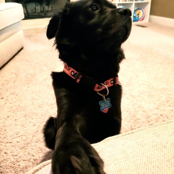 Meet your Posher, Katie beth - Picture 1 of 1